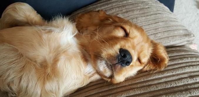 老年犬健康問題 老年犬健康問題