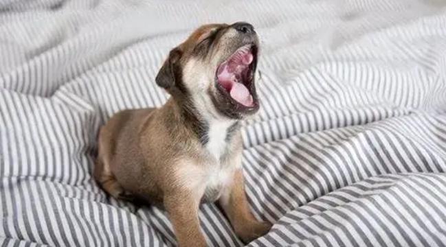 幼犬吠叫原因 幼犬吠叫原因