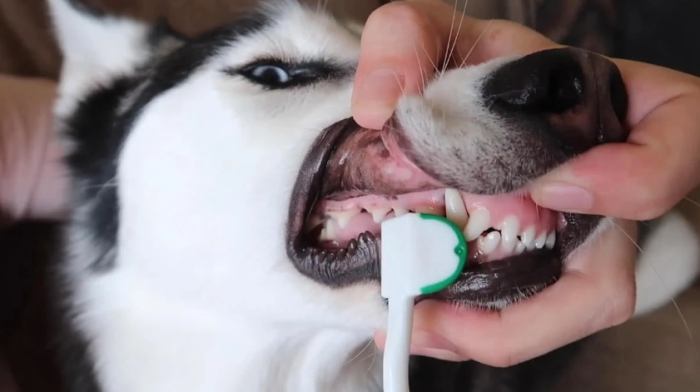 寵物洗牙風險 寵物洗牙風險