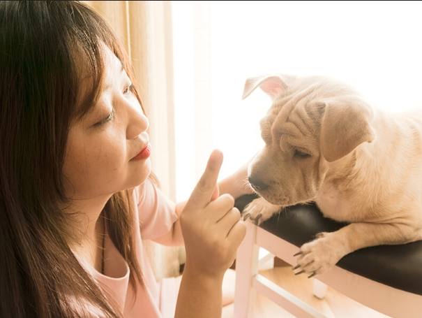 養狗準備