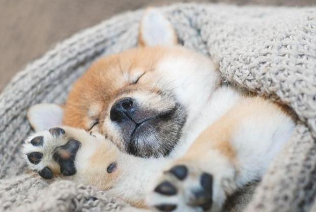 狗狗夜間睡眠問題 狗狗夜間睡眠問題
