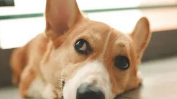 幼犬一天睡多久 幼犬一天睡多久