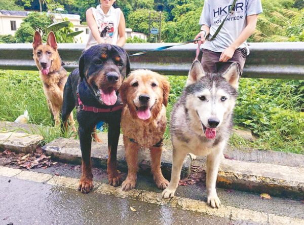 狗狗照顧指南 狗狗照顧指南