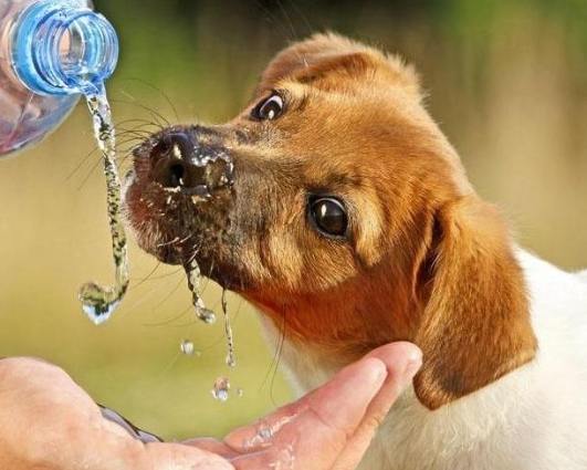 狗狗脫水症狀 狗狗脫水症狀