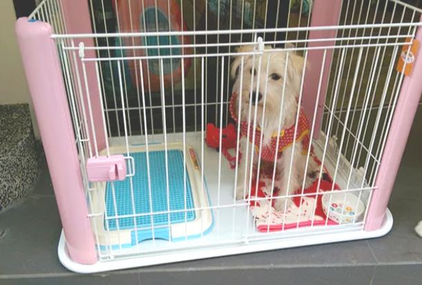幼犬籠內訓練 幼犬籠內訓練