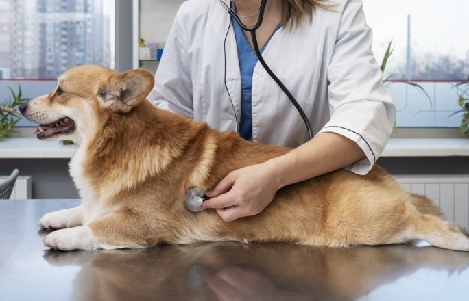 狗狗肺癌照護