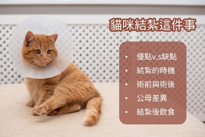 母貓結紮優點 母貓結紮優點