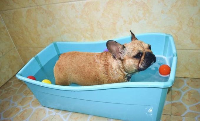 法國鬥牛犬洗澡 法國鬥牛犬洗澡