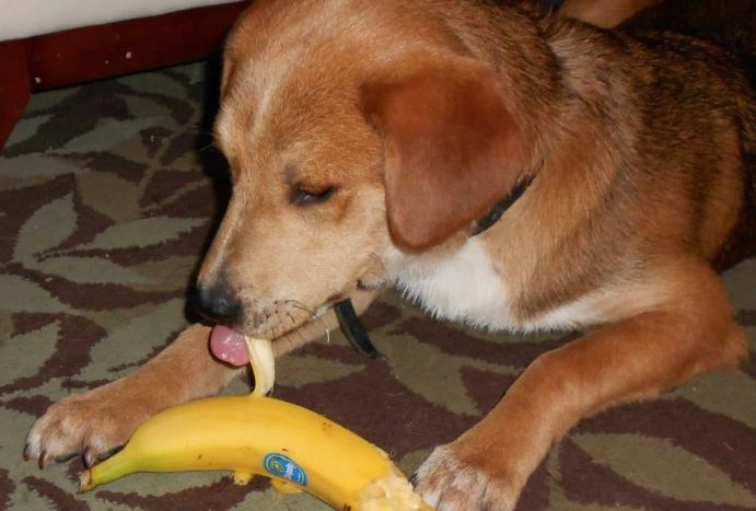 柴犬飲食禁忌 柴犬飲食禁忌
