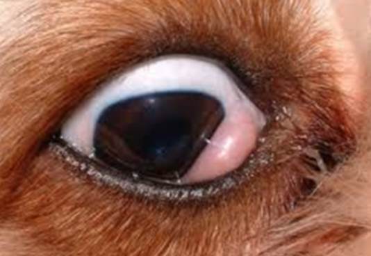 狗狗眼睛腫處理 狗狗眼睛腫處理