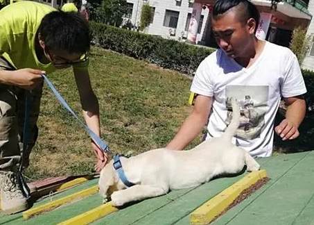 寵物行為矯正