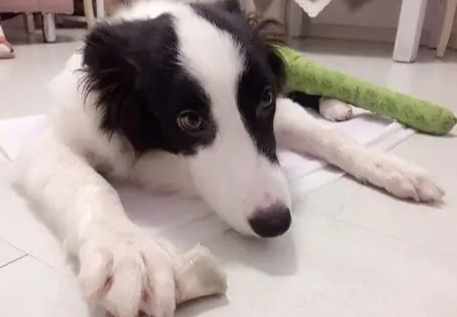 寵物死亡身體變化 寵物死亡身體變化