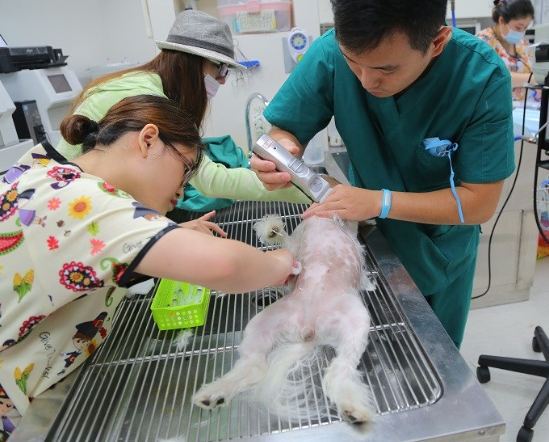 狗狗結紮手術費用 狗狗結紮手術費用