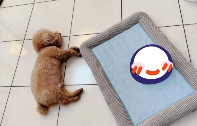 貴賓狗睡眠不足 貴賓狗睡眠不足