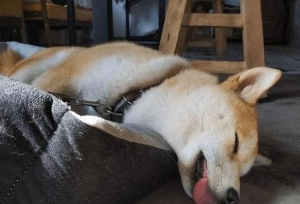 狗狗戴頭套適應方法 狗狗戴頭套適應方法