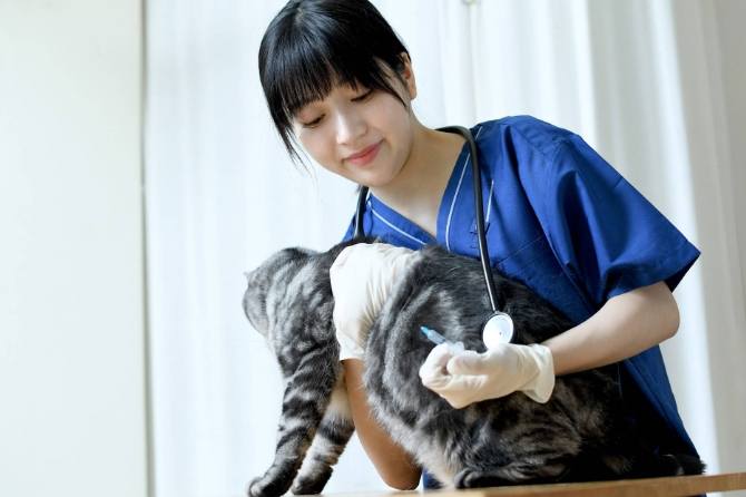 母貓結紮優點 母貓結紮優點