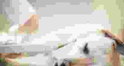 狗肺癌症狀 狗肺癌症狀