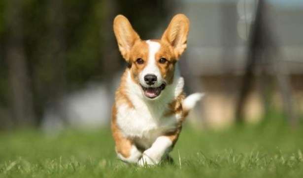 小型犬推薦 小型犬推薦