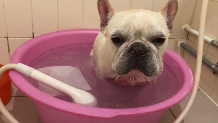 法國鬥牛犬洗澡 法國鬥牛犬洗澡