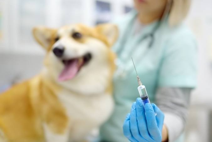 幼犬疫苗時間表 幼犬疫苗時間表