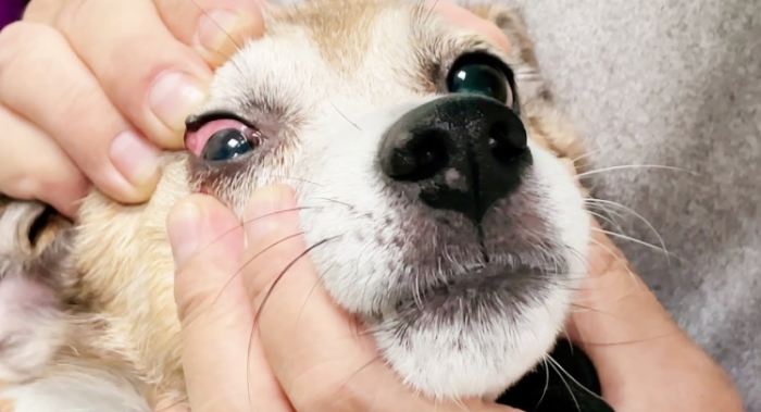 狗狗眼睛周圍紅紅的原因 狗狗眼睛周圍紅紅的原因