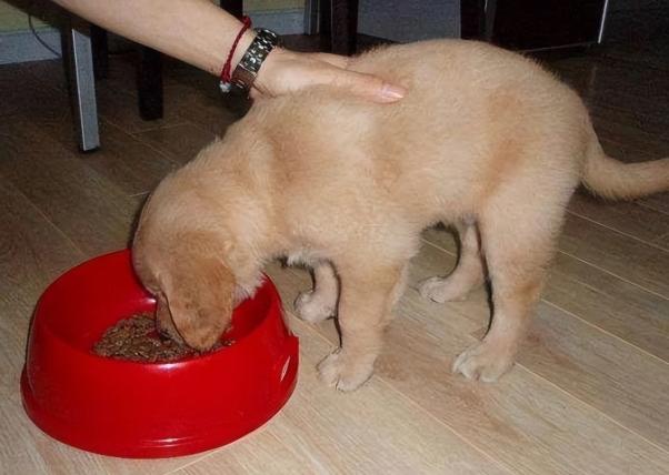 狗狗不吃飯