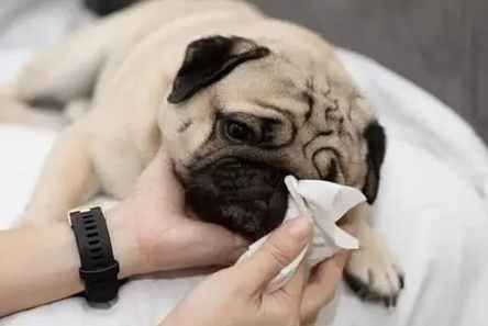 幼犬感冒症狀 幼犬感冒症狀