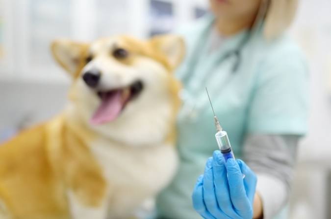 幼犬疫苗時間表 幼犬疫苗時間表