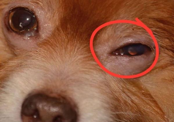 狗狗眼睛出血