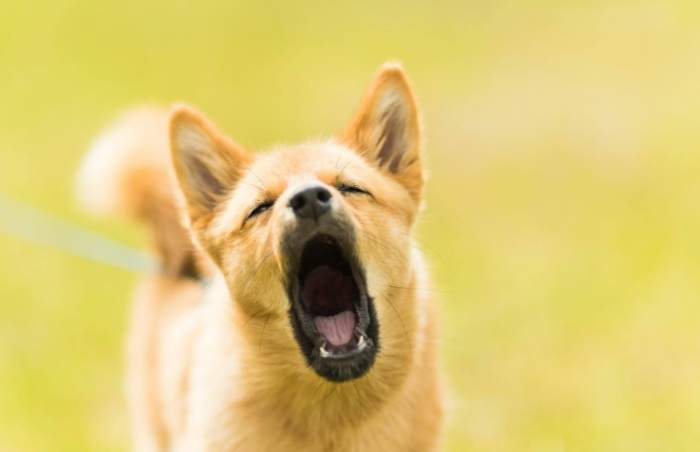狗狗半夜叫 狗狗半夜叫