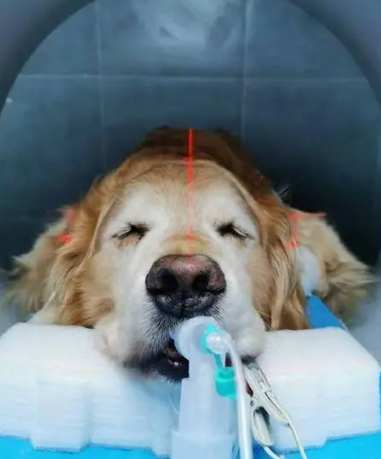 狗腦瘤早期症狀 狗腦瘤早期症狀