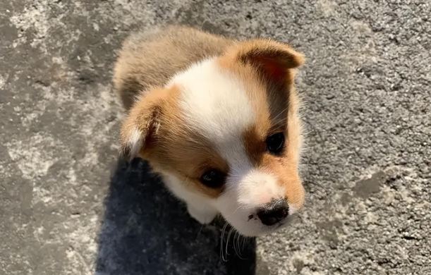 幼犬吠叫原因 幼犬吠叫原因