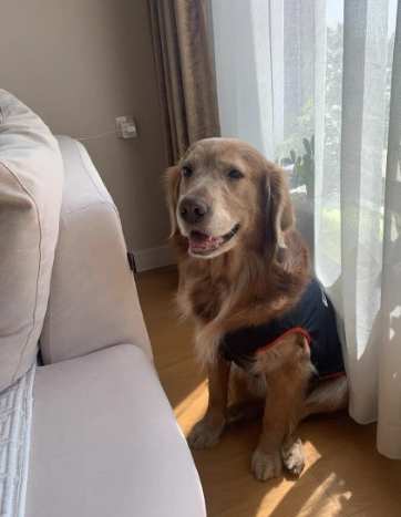 狗狗死後處理 狗狗死後處理