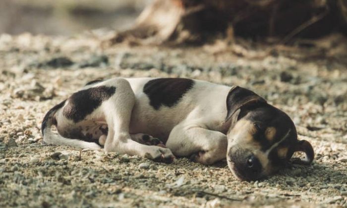 狗狗死後處理 狗狗死後處理