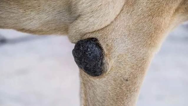 狗良性黑色素瘤症狀 狗良性黑色素瘤症狀