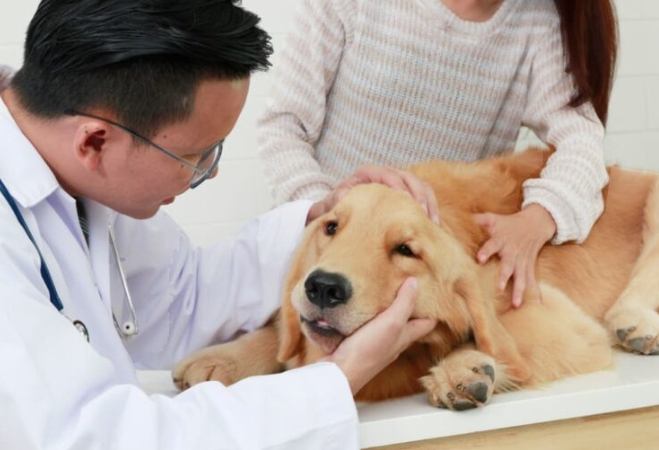 犬結紮後營養 犬結紮後營養