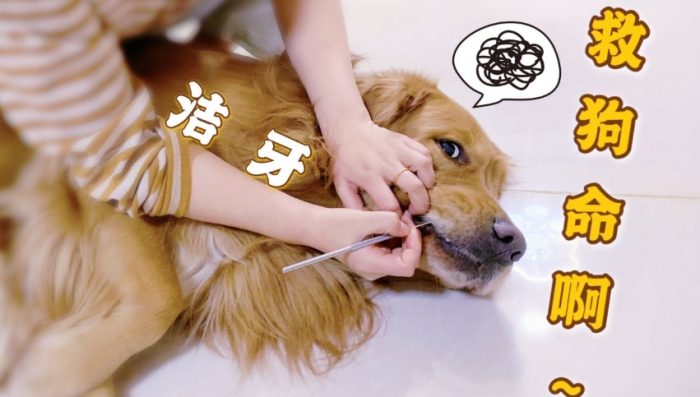寵物洗牙風險 寵物洗牙風險