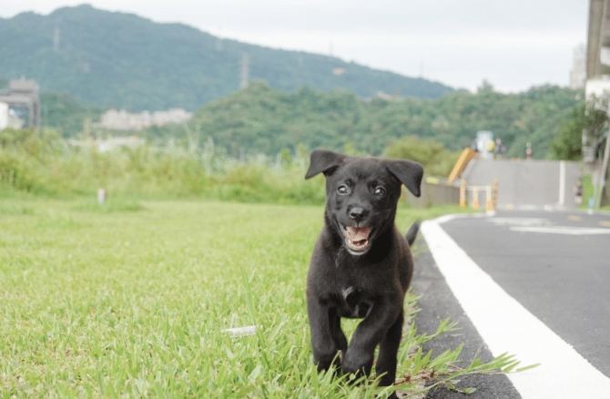 幼犬不睡覺原因 幼犬不睡覺原因
