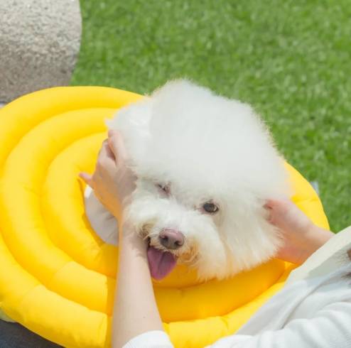 如何給狗戴頭套 如何給狗戴頭套
