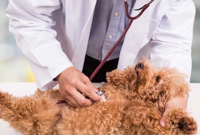 狗肺腫瘤治療 狗肺腫瘤治療