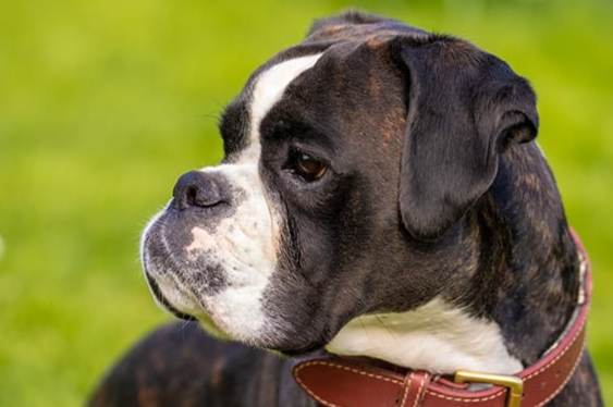 小型犬推薦 小型犬推薦