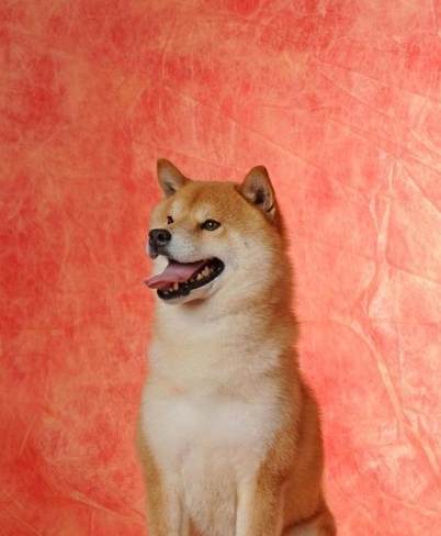 狗狗焦虑吠叫 狗狗焦虑吠叫