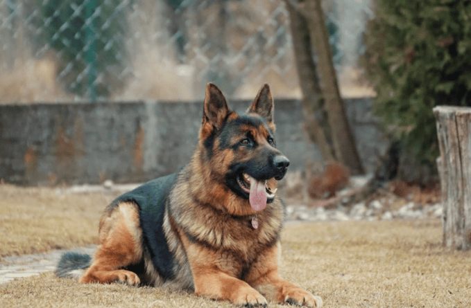 老年犬健康問題 老年犬健康問題