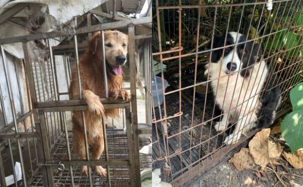 幼犬關籠時間 幼犬關籠時間