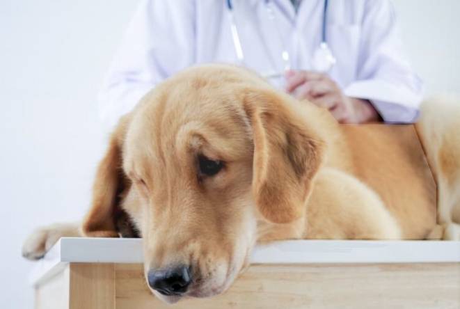 狗腫瘤早期症狀 狗腫瘤早期症狀