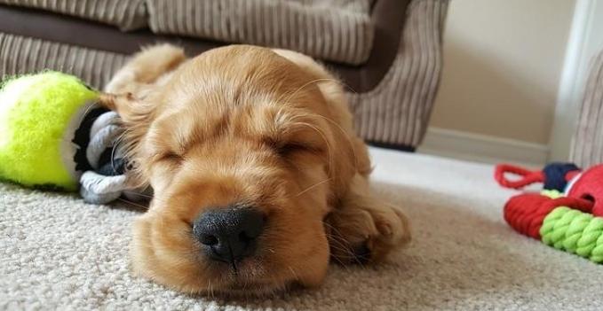 老年犬健康問題 老年犬健康問題