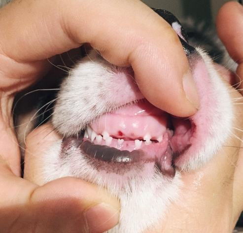 狗嘴唇腫塊 狗嘴唇腫塊