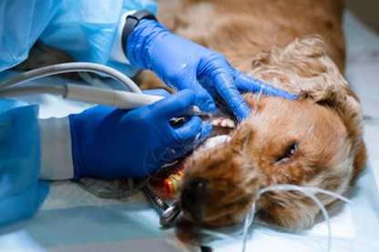 狗狗麻醉死亡 狗狗麻醉死亡