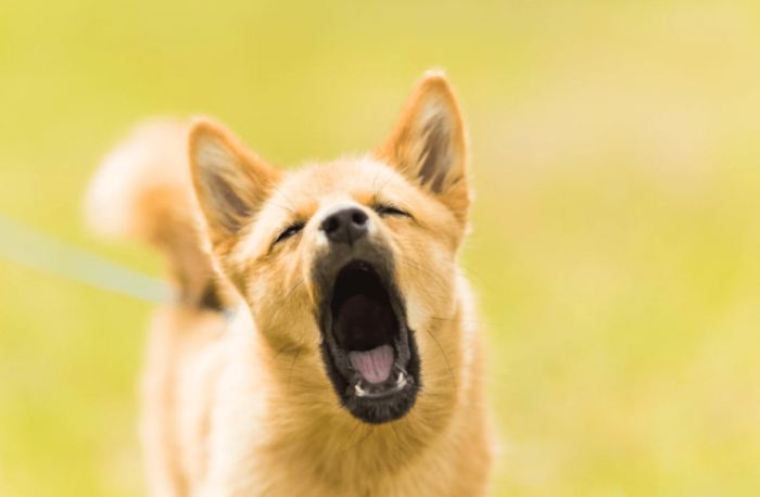 狗狗吠叫解决方法 狗狗吠叫解决方法