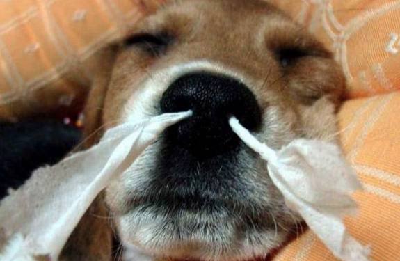 幼犬感冒症狀 幼犬感冒症狀